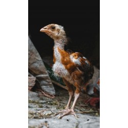 21-Day RIR Female Chicks – Brooded & Vaccinated (Egg-Laying Breed)