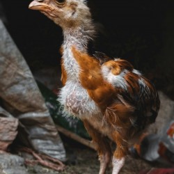 21-Day RIR Female Chicks – Brooded & Vaccinated (Egg-Laying Breed)