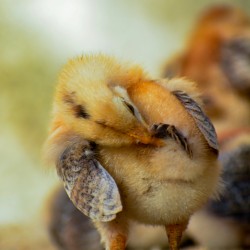 21-Day RIR Female Chicks – Brooded & Vaccinated (Egg-Laying Breed)