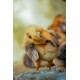 21-Day RIR Female Chicks – Brooded & Vaccinated (Egg-Laying Breed)