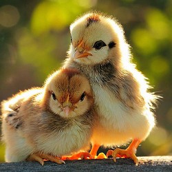 Rhode Island Red Chicks – Female (Egg Layer) 1 to 3 Day Old