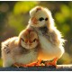 Rhode Island Red Chicks – Female (Egg Layer) 1 to 3 Day Old