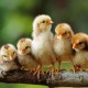 Rhode Island Red Chicks – Female (Egg Layer) 1 to 3 Day Old