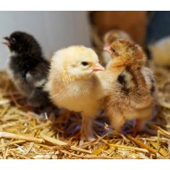Rhode Island Red Chicks – Male (Meat Purpose) 1 to 3 Days Old
