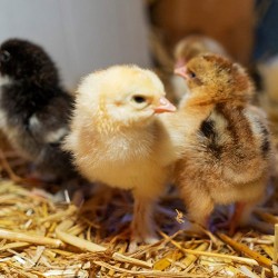 Rhode Island Red Chicks – Male (Meat Purpose) 1 to 3 Days Old