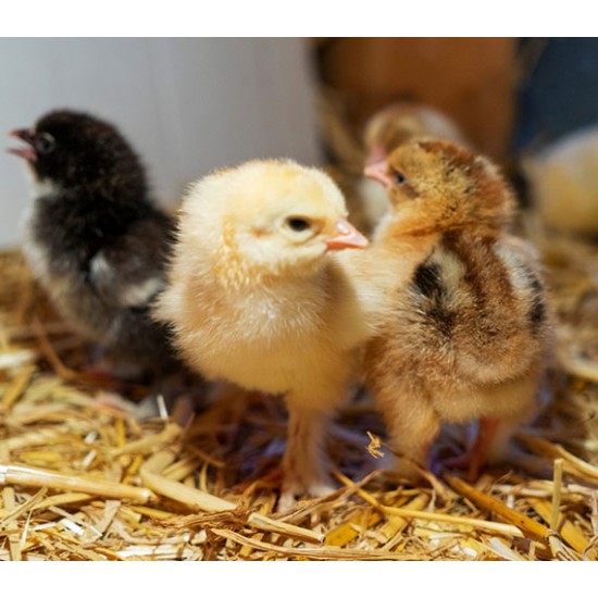 Rhode Island Red Chicks – Female (Egg Layer) 1 to 3 Day Old