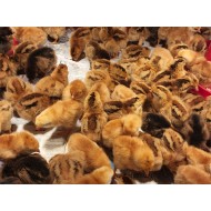 Rhode Island Red Chicks – Female (Egg Layer) 1 to 3 Day Old