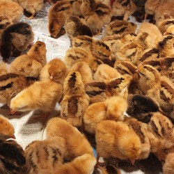 Rhode Island Red Chicks – Female (Egg Layer) 1 to 3 Day Old