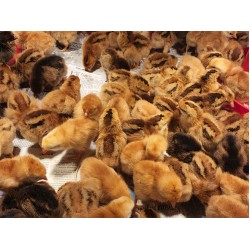 Rhode Island Red Chicks – Female (Egg Layer) 1 to 3 Day Old