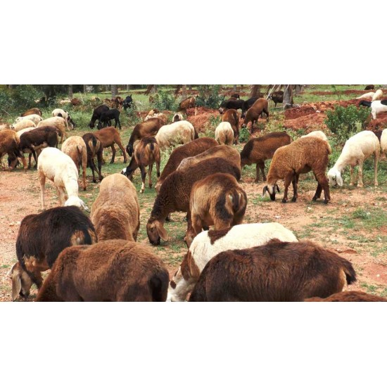 Deccani Sheep Kid