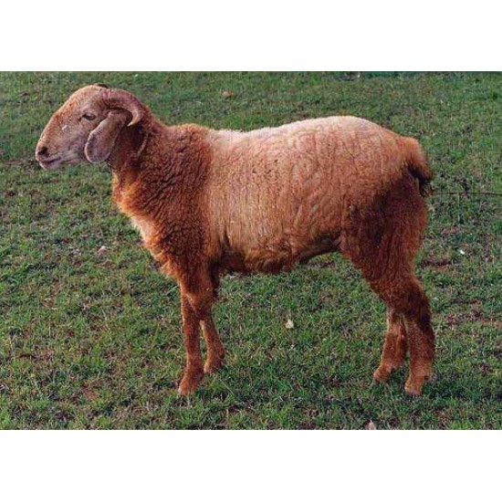 Deccani Sheep Kid