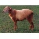 Deccani Sheep Kid