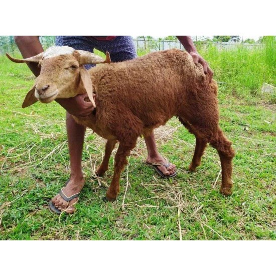 Deccani Sheep Kid