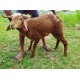 Deccani Sheep Kid