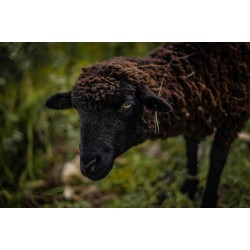 Katchaikatty Black Sheep Kid