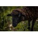 Katchaikatty Black Sheep Kid