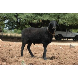 Katchaikatty Black Sheep Kid