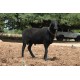 Katchaikatty Black Sheep Kid