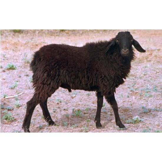 Katchaikatty Black Sheep Kid