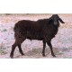 Katchaikatty Black Sheep Kid