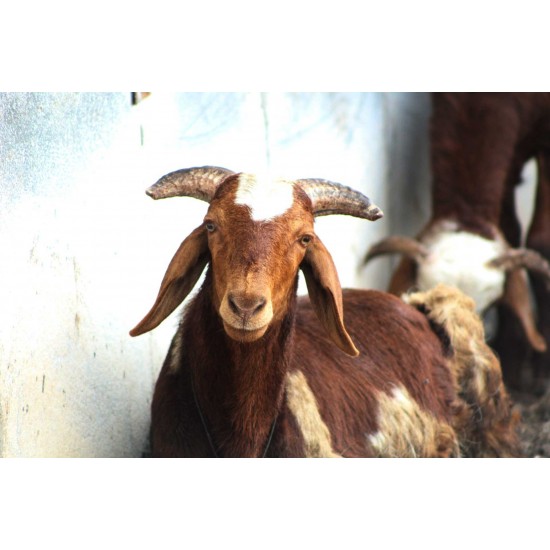 Kenguri Sheep Kid