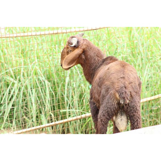 Kenguri Sheep Kid