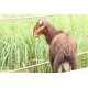 Kenguri Sheep Kid