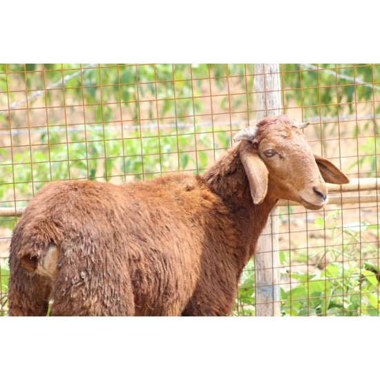 Kenguri Sheep Kid