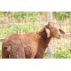 Kenguri Sheep Kid