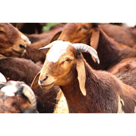 Kenguri Sheep Kid