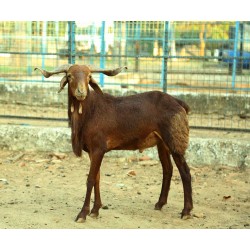 Madras Red Sheep Kid