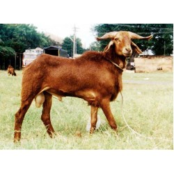 Madras Red Sheep Kid