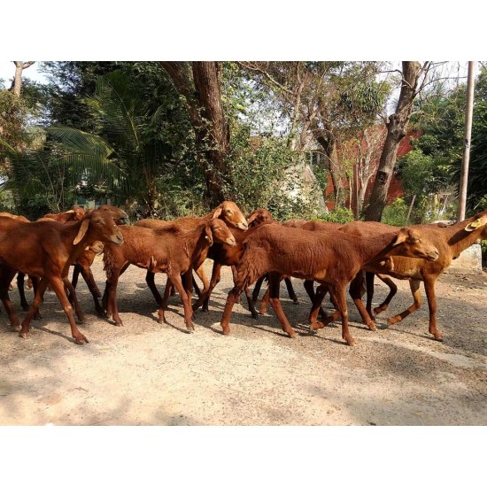 Madras Red Sheep Kid