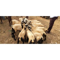 Nellore Jodipi Sheep Kid