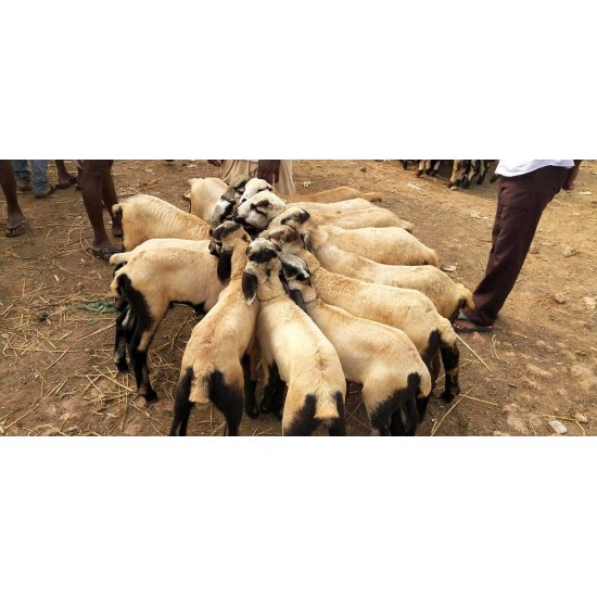 Nellore Jodipi Sheep Kid
