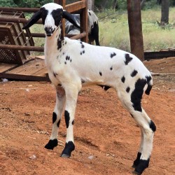 Ramnad White Sheep Kid