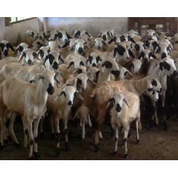 Ramnad White Sheep Kid