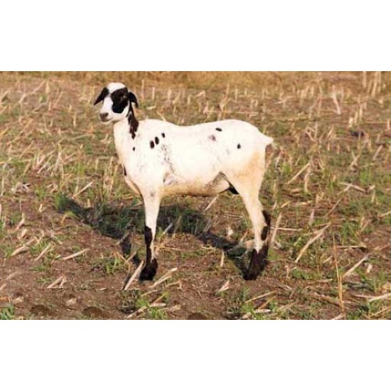 Ramnad White Sheep Kid