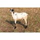 Ramnad White Sheep Kid