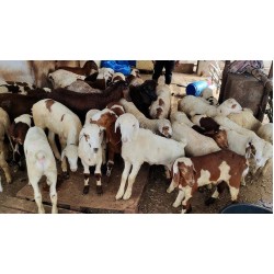 Telangana Potla Sheep Kid