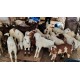 Telangana Potla Sheep Kid