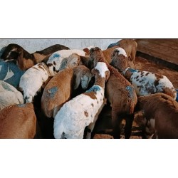 Telangana Potla Sheep Kid