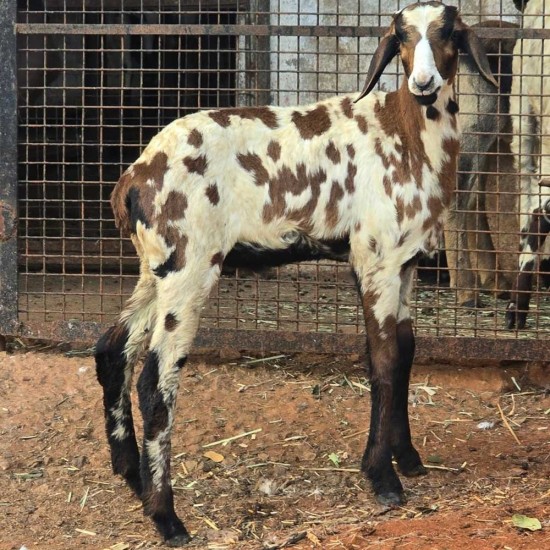 Vembur Sheep Kid