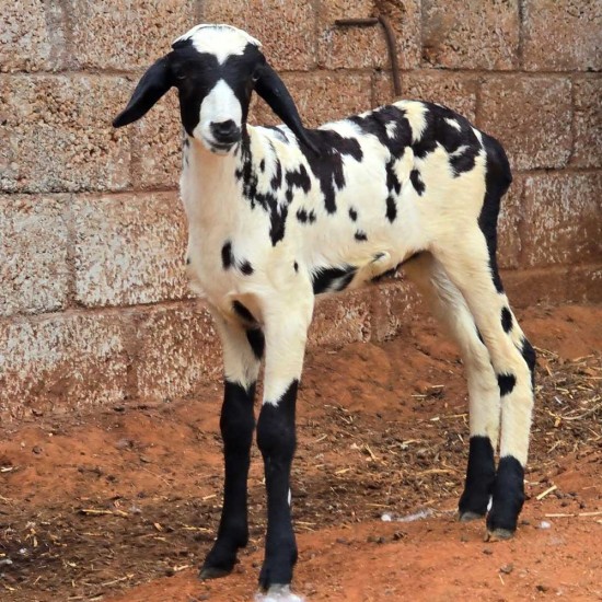 Vembur Sheep Kid
