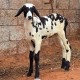 Vembur Sheep Kid