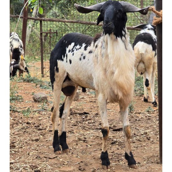 Vembur Sheep Kid