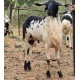 Vembur Sheep Kid