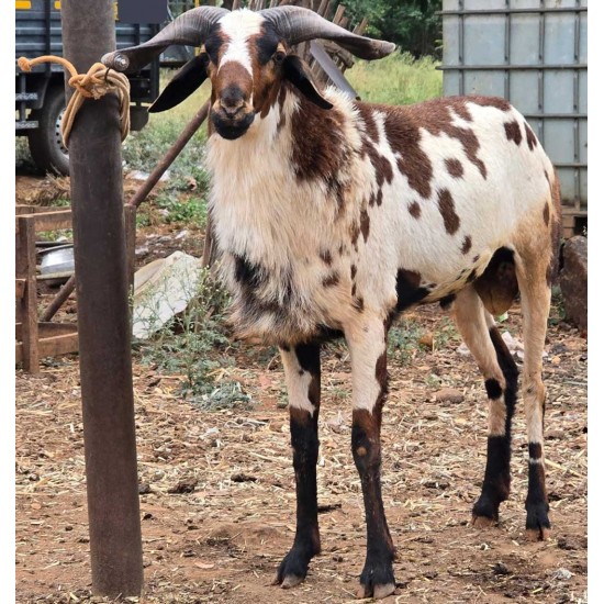 Vembur Sheep Kid