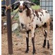 Vembur Sheep Kid
