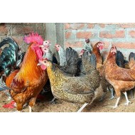 21-Day Sonali Chicks – Dual Purpose (Egg & Meat) | Brooded